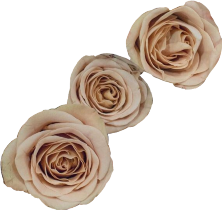 Aesthetic цветы Brown