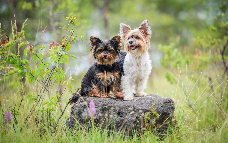 Старый Йоркширский терьер