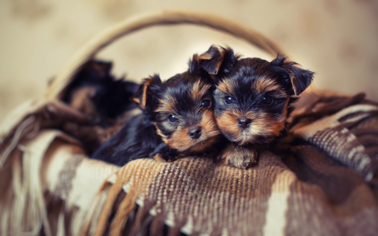 Голдаст Йоркширский терьер