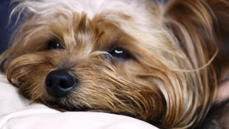 Йоркширский терьер