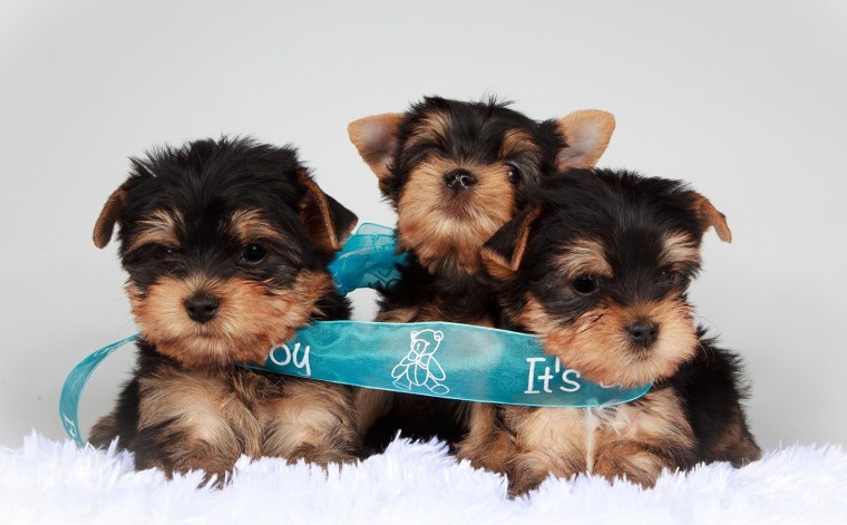 Йоркширский терьер