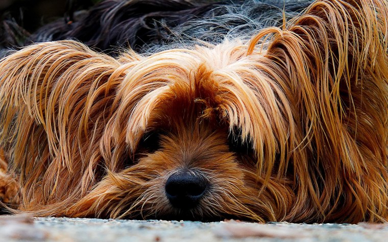 Йоркширский терьер вельш