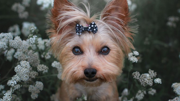 Карликовый Йоркширский терьер