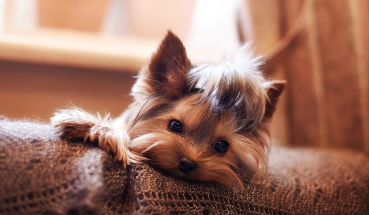 Йоркширский терьер малыш