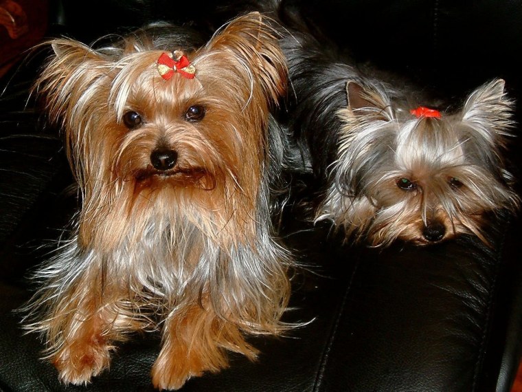 Ершский терьер