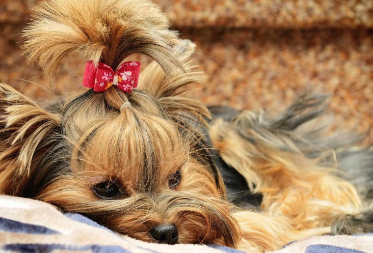 Бордер Йоркширский терьер