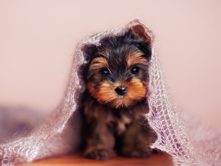 Американский Йоркширский терьер