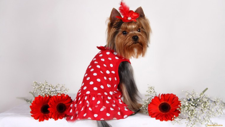 Собачка на белом фоне