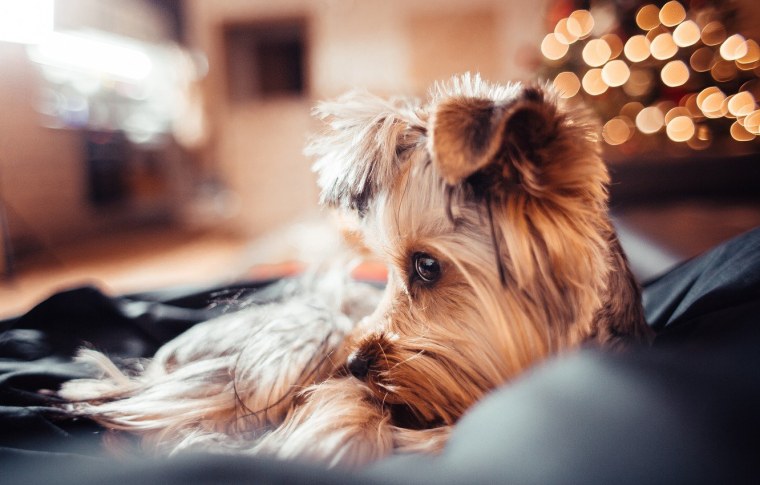 Йоркширский терьер Эстетика