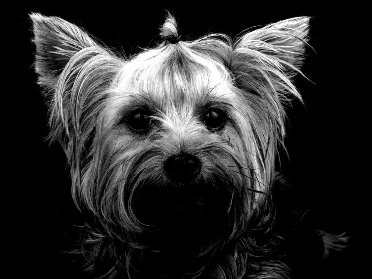 Йоркширский терьер Эстетика