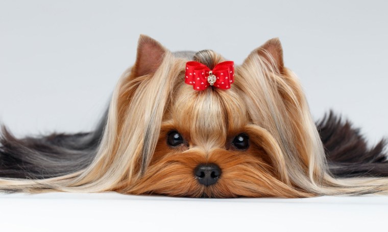 Йоркширский терьер стандарт