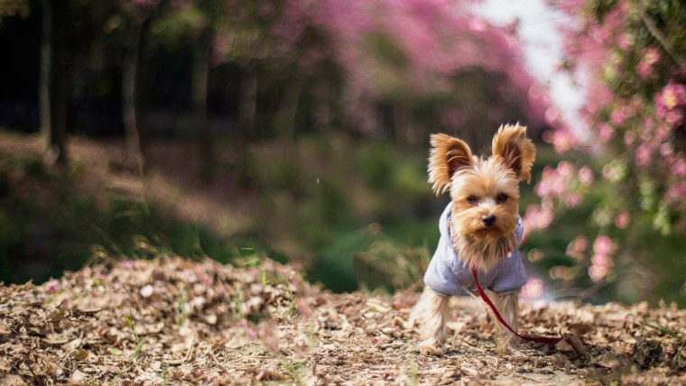 Йоркширский терьер