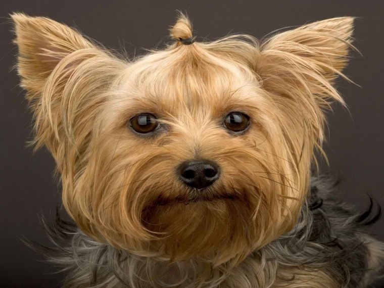 Yorkie Russell