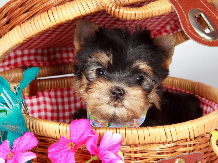 Йоркширский терьер