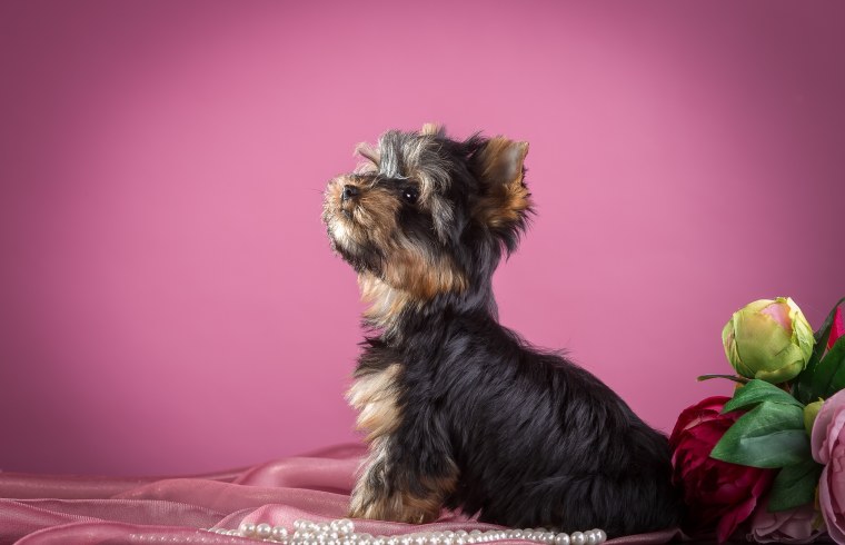 Норвич-терьер Wallpaper