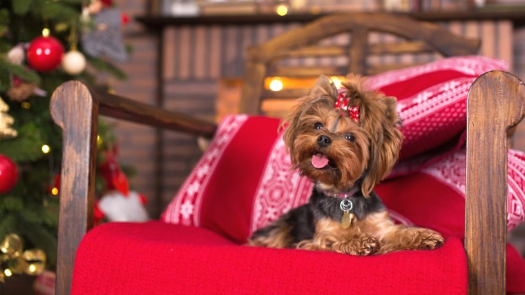 Собачка ершский терьер