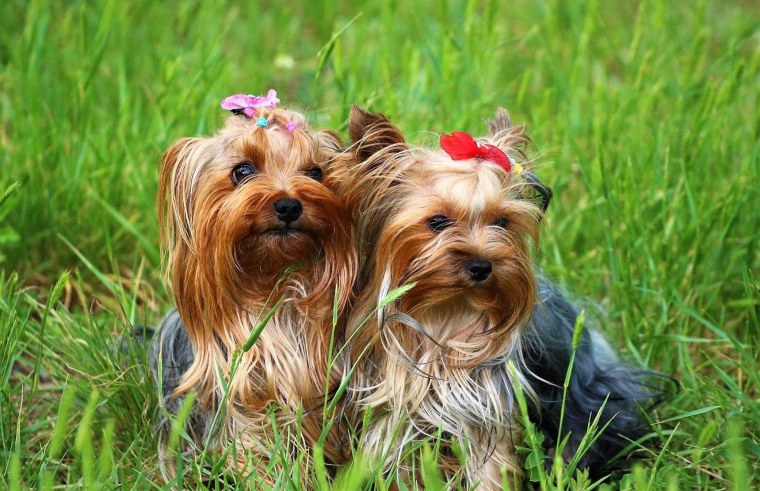 Йоркширский терьер