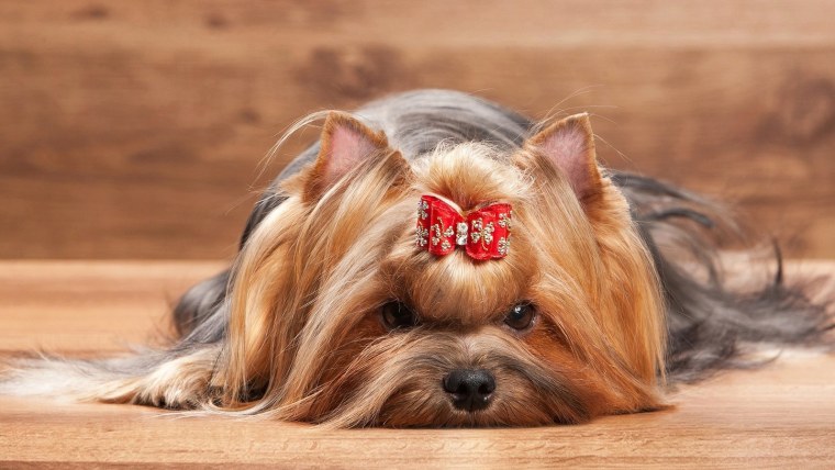 Красный Йоркширский терьер