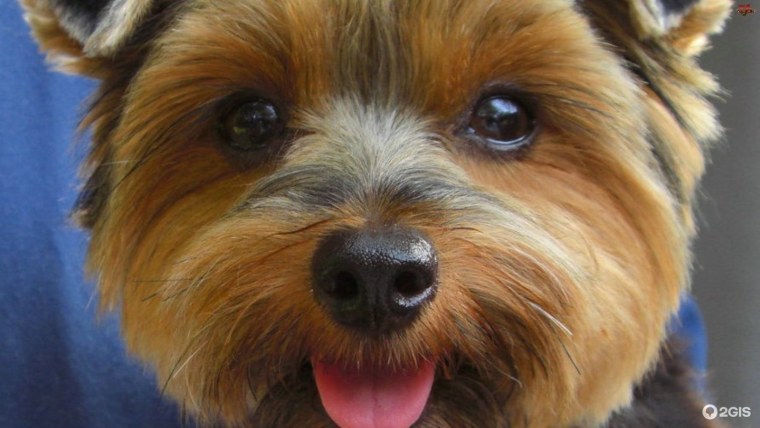 Йоркширский терьер