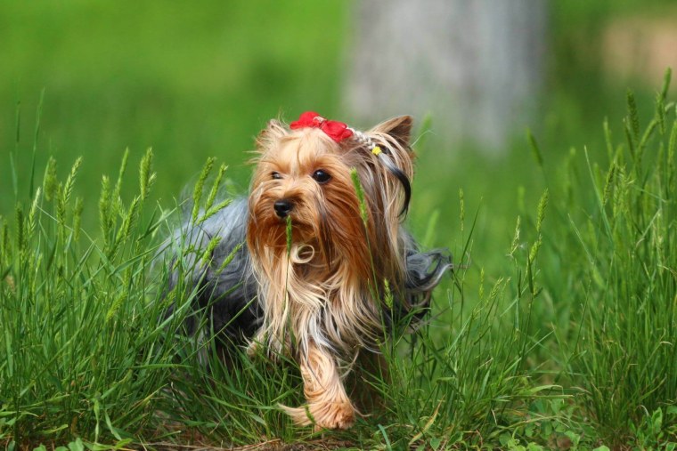 Фон для рабочего стола Йоркширский терьер