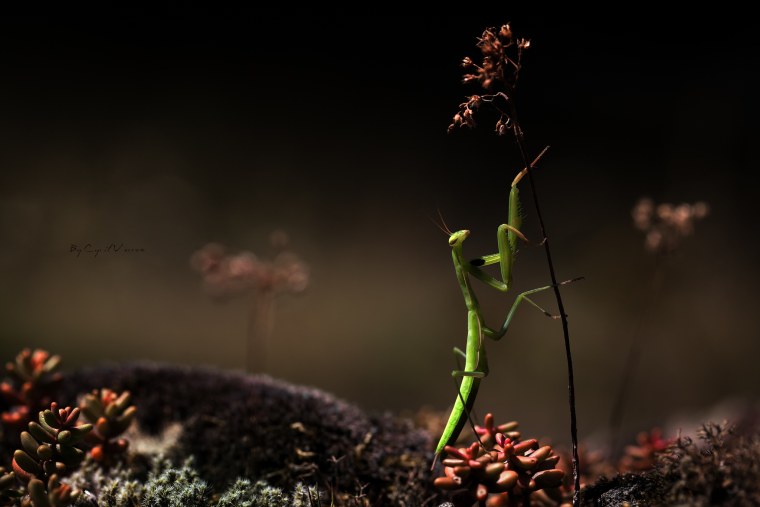 Травяной богомол