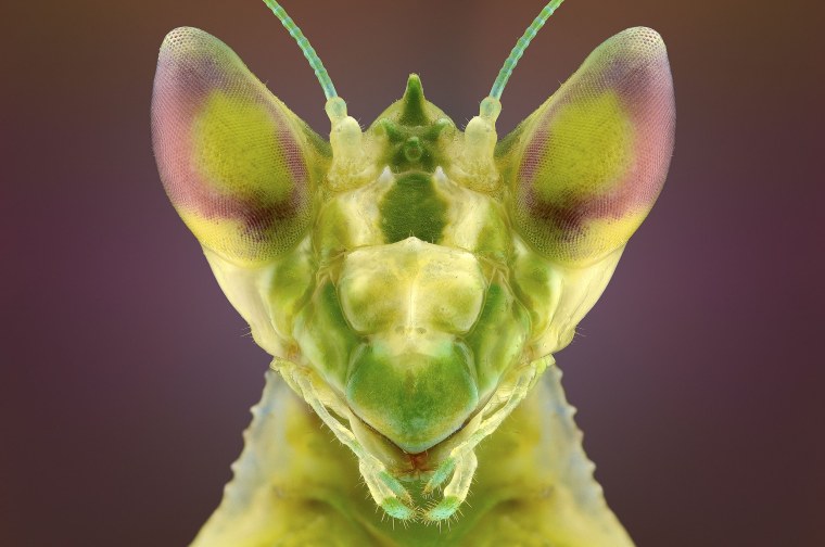 Голова богомола