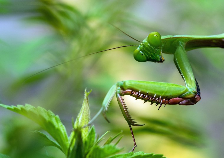 Богомол Мантис макро
