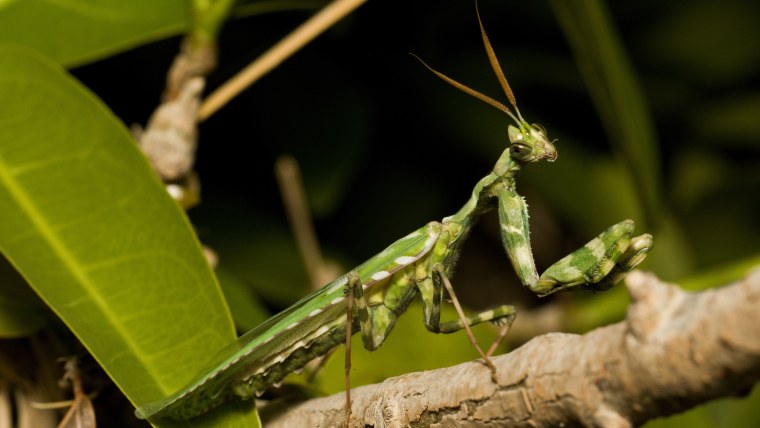Императорский богомол