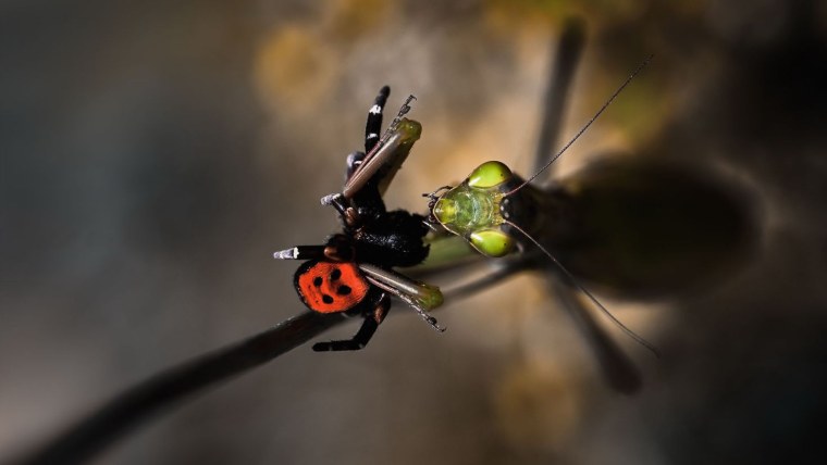 Богомол и Божья коровка