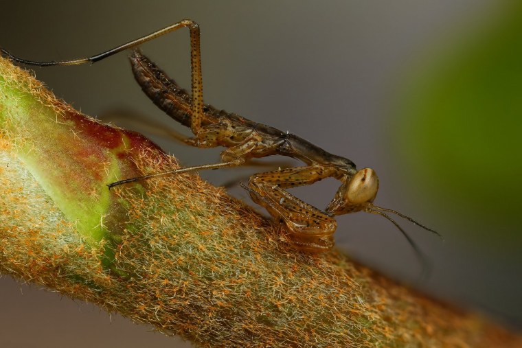 Богомол Гриша