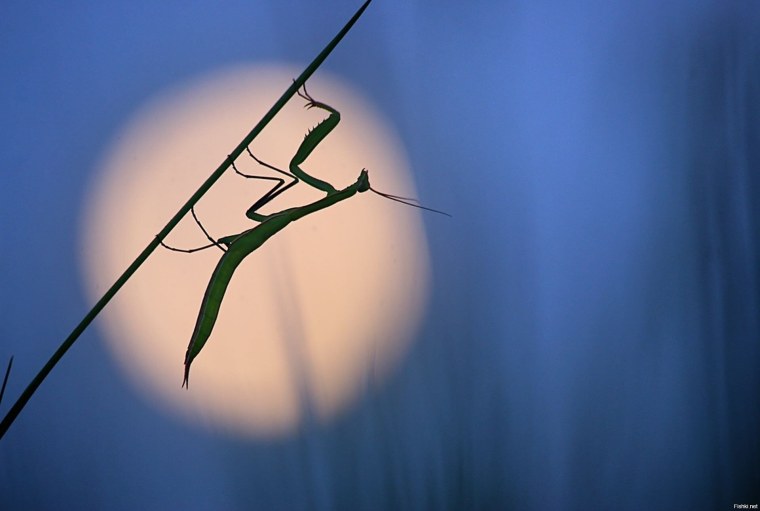 Насекомое ветка