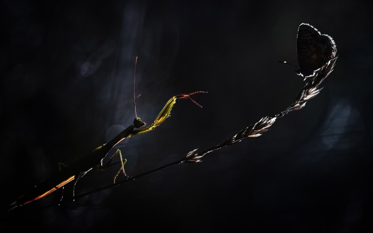 Богомол макро на черном фоне