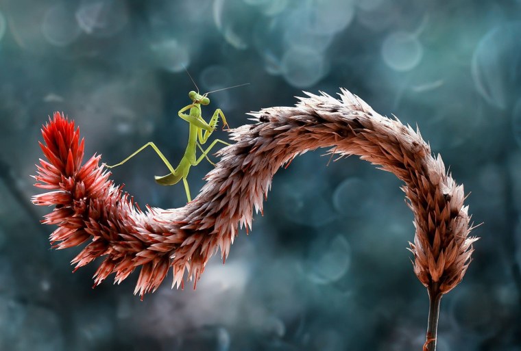 Богомол 1920х1080