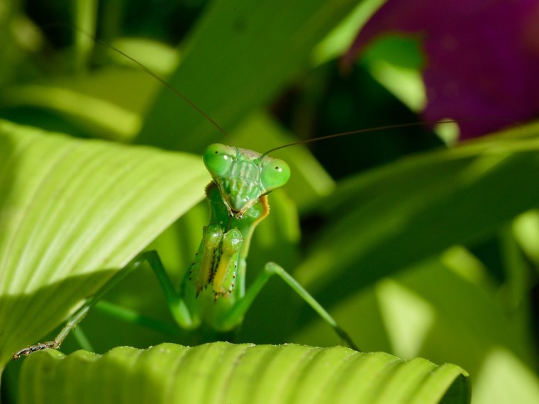 Богомол Мантис макро