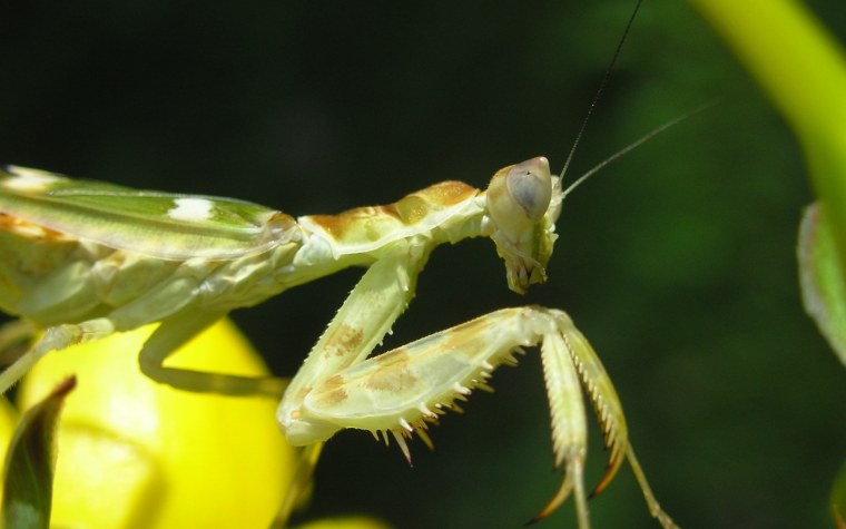 Богомол насекомое желтый