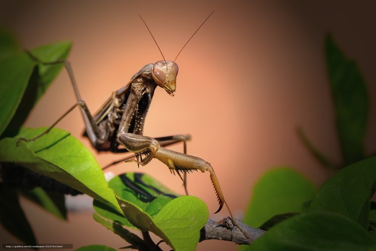 Богомол Сочинский