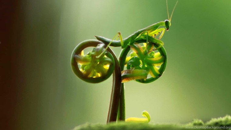 Макро кадры