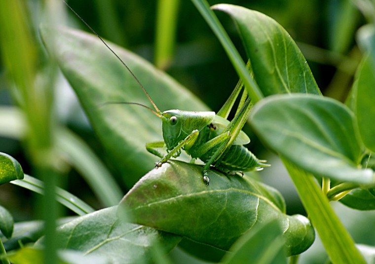 Углокрылый кузнечик