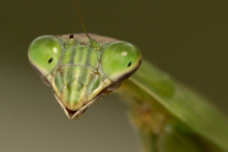 Жвалы богомола