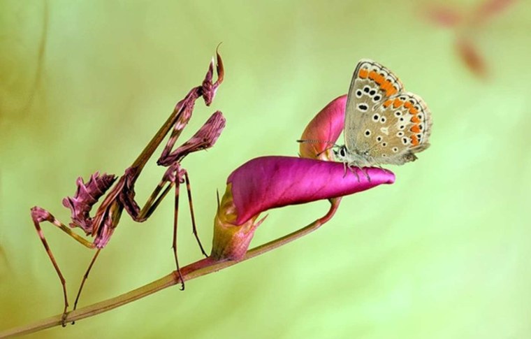 Богомол Мантис(бабочка)