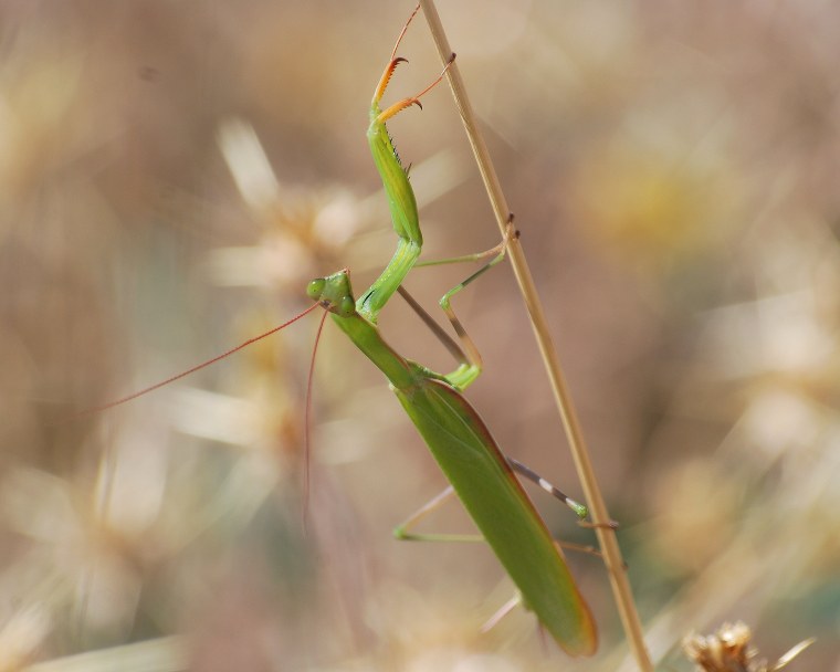 Богомол в природе