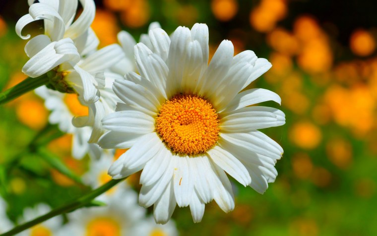 Ромашки на рабочий стол