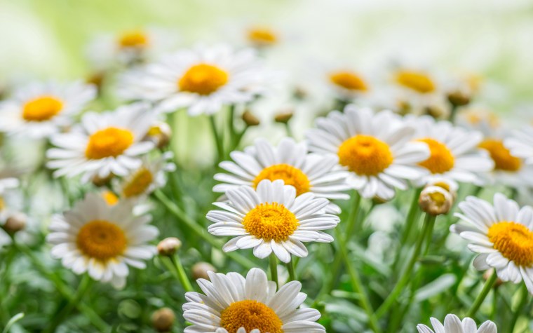 Цветочки красивые ромашки