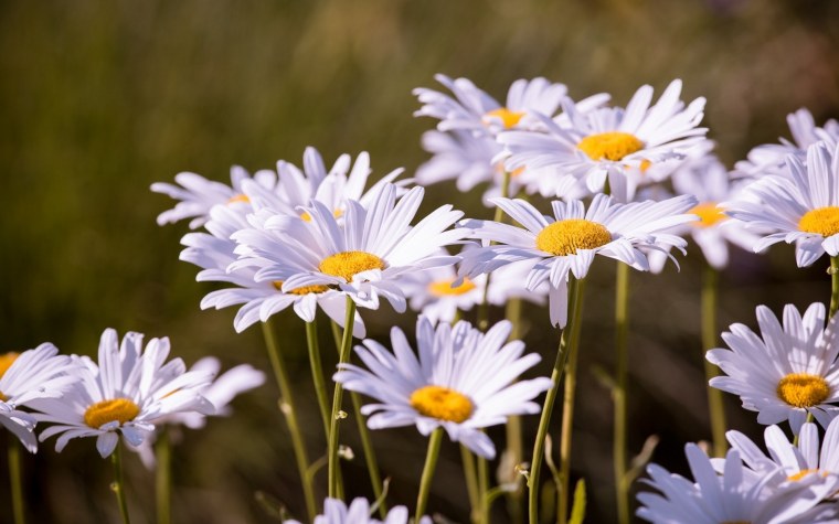Картинки на рабочий стол ромашки