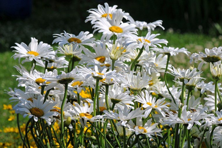 Полевые ромашки