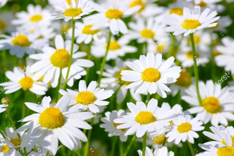 Поле ромашек