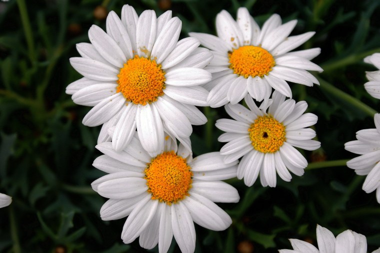 Нивяник обыкновенный