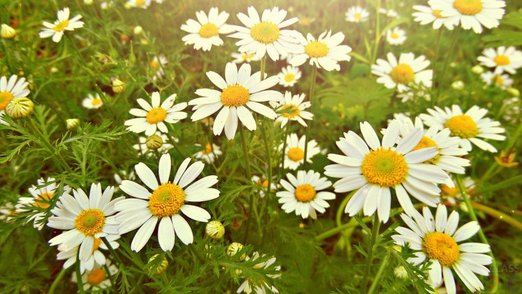 Обои на рабочий стол ромашки красивые
