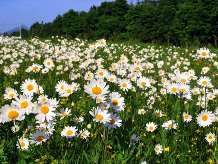 Ромашка Луговая