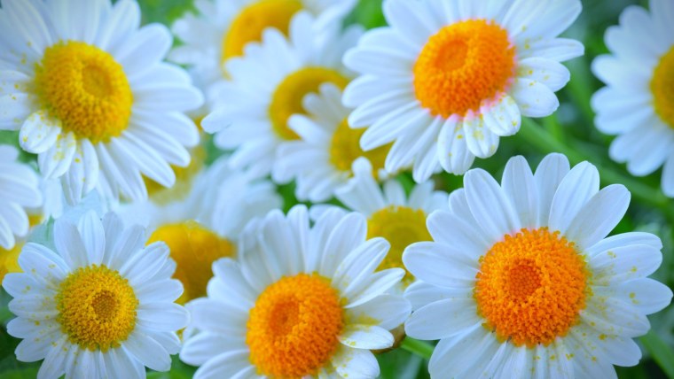 Красивые ромашки на рабочий стол